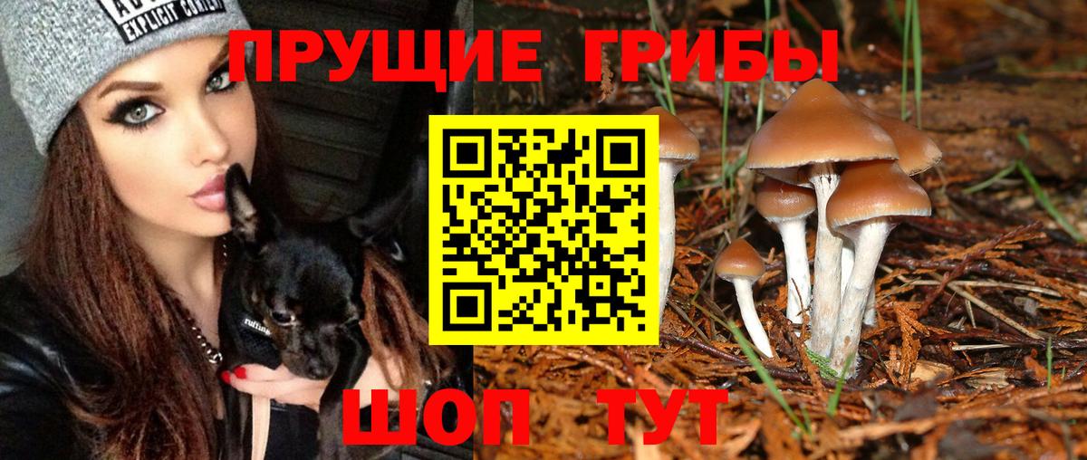 Псилоцибиновые грибы Cubensis Тимашёвск